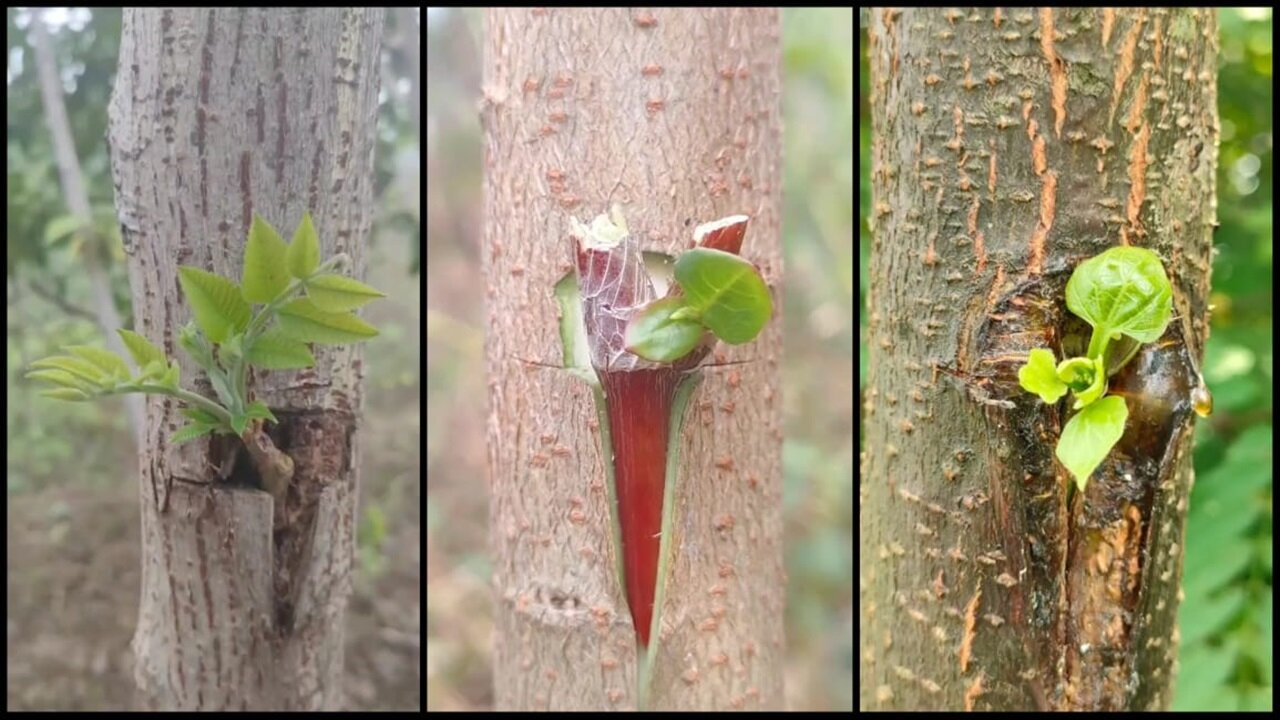 Grow Your Own Unique Fruit with Tree Grafting - Plants World