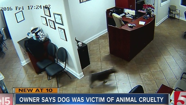 Owner Believes Dog Was Victim Of Animal Cruelty, Wants Justice