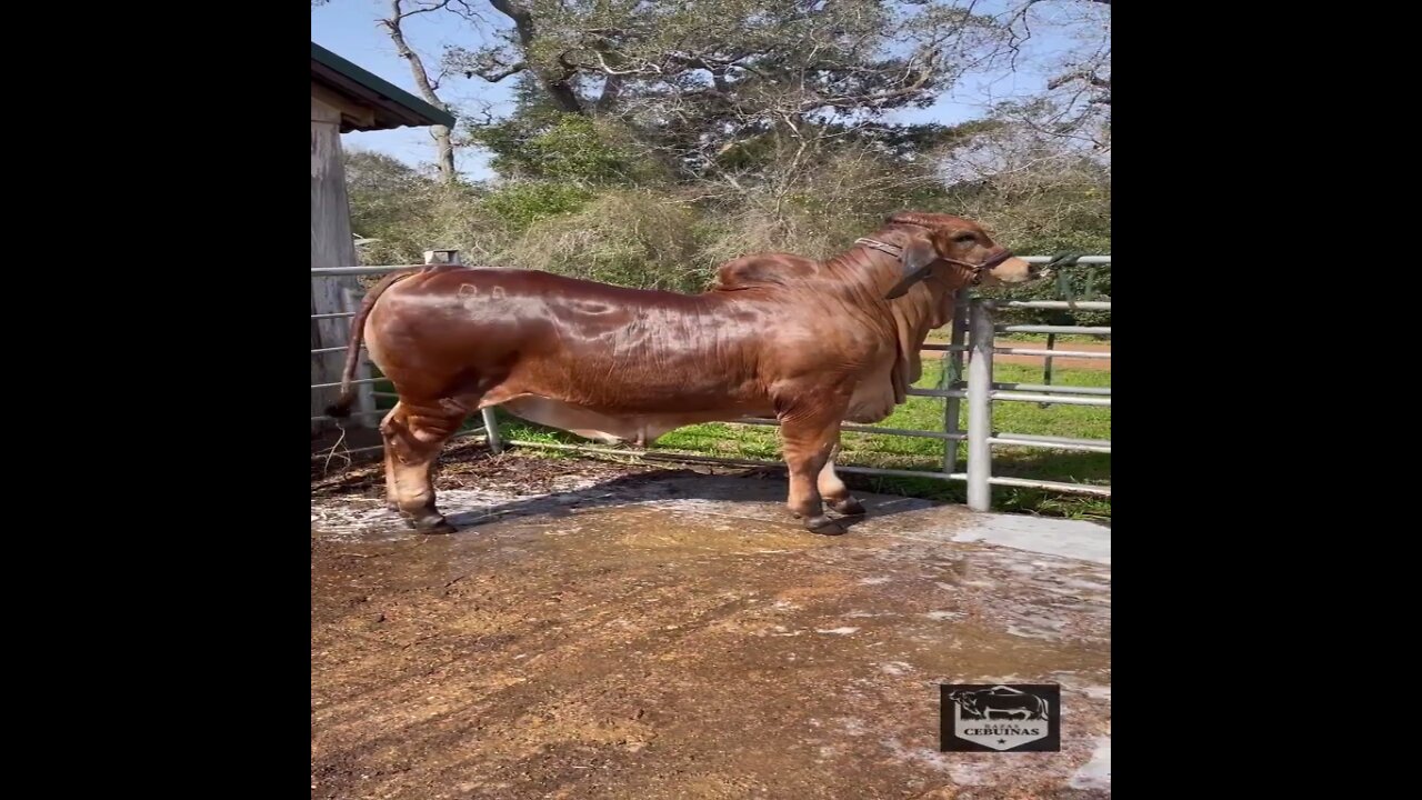 Beautiful cow