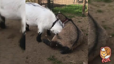 Sheep brother：I was beaten by my brother and couldn't get up.