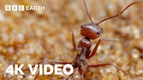 Antlion Cone Death Trap | 4K UHD | The Hunt | BBC Earth