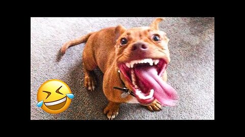 Funny Animal Videos 2023 🥰 - Funniest Dogs and Cats Videos 😁