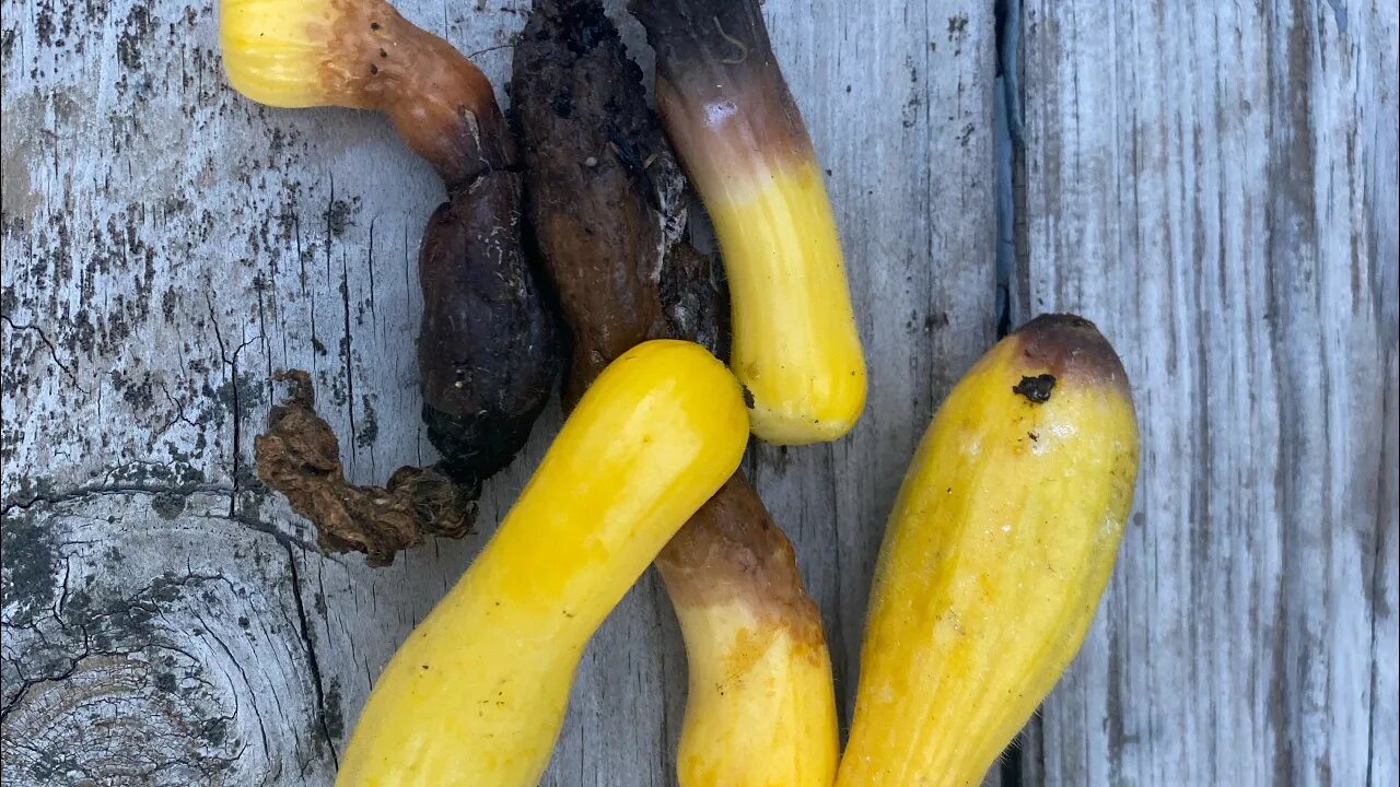 Cut Leaves to Avoid Rotting Squash