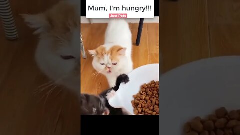 Hungry Kitten 🐱 #cute #funnyanimals #tiktok #funnyvideos #cat