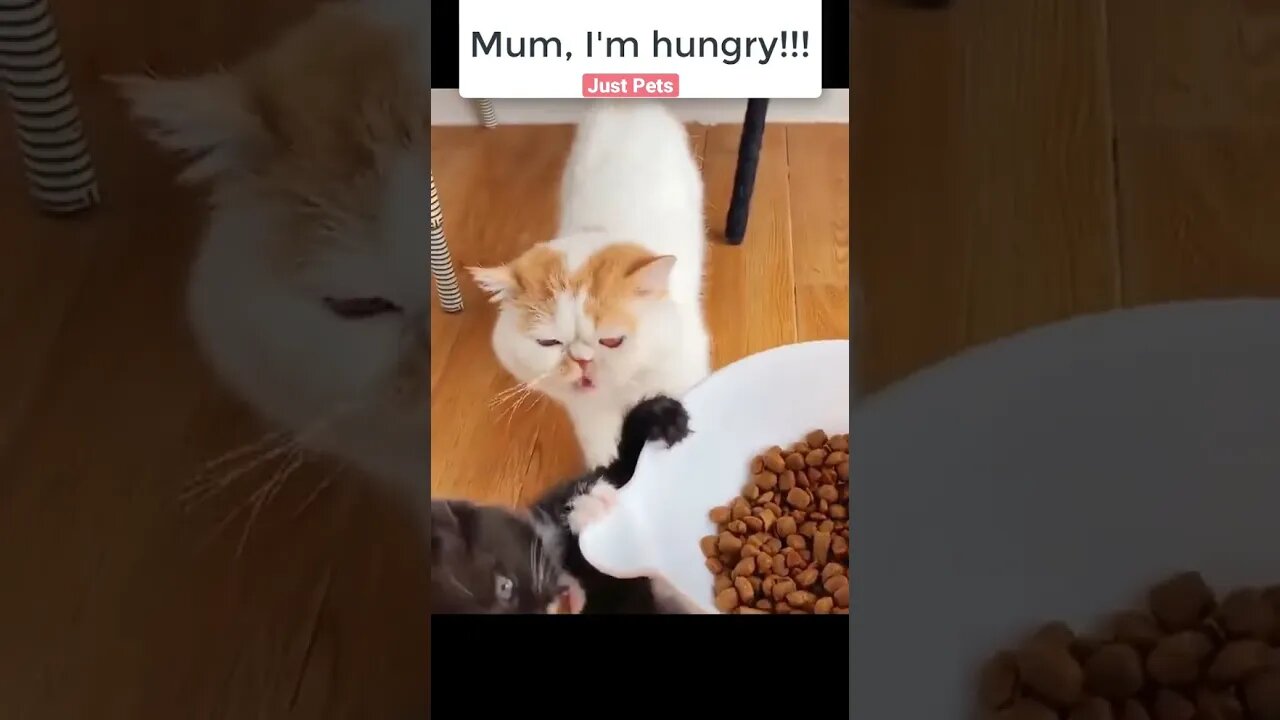 Hungry Kitten 🐱 #cute #funnyanimals #tiktok #funnyvideos #cat