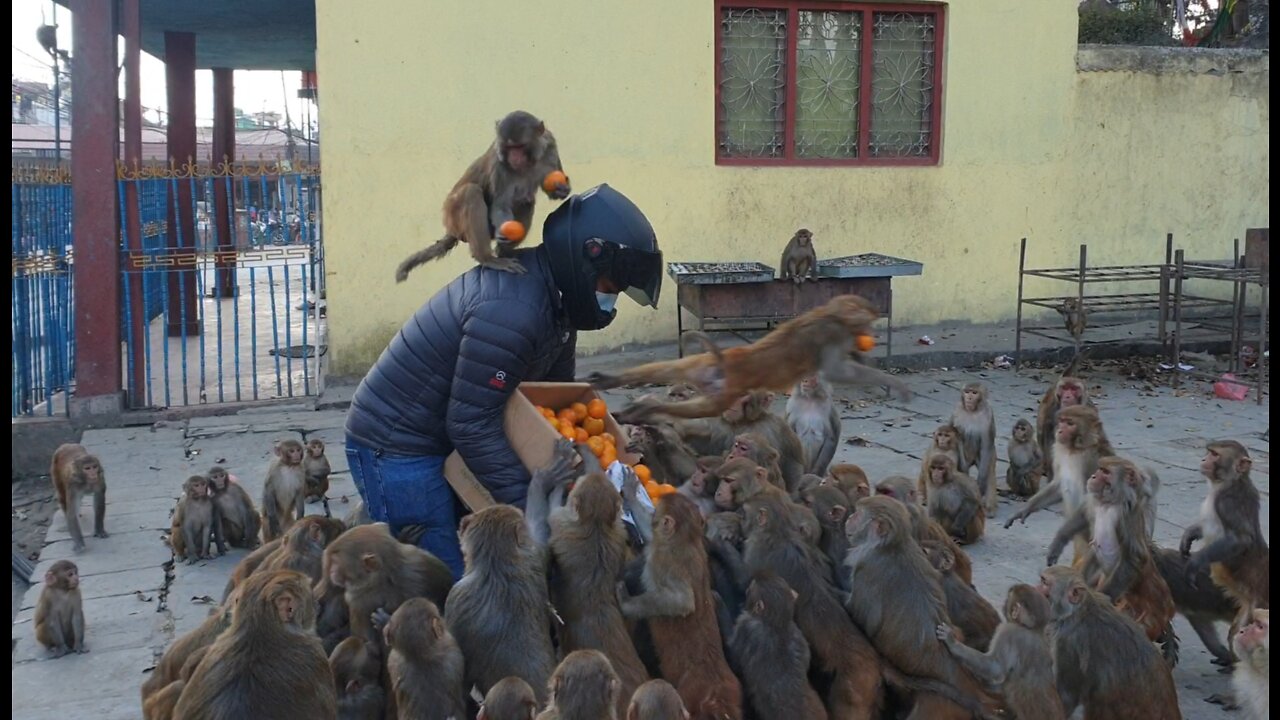 feeding orange to Monkey