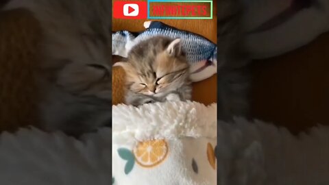 Baby Cat Sleeping #shorts #entertainment #funnyvideo #infinitepets