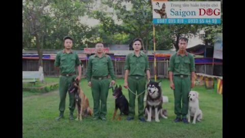 Army Việt Nam (training dogs)