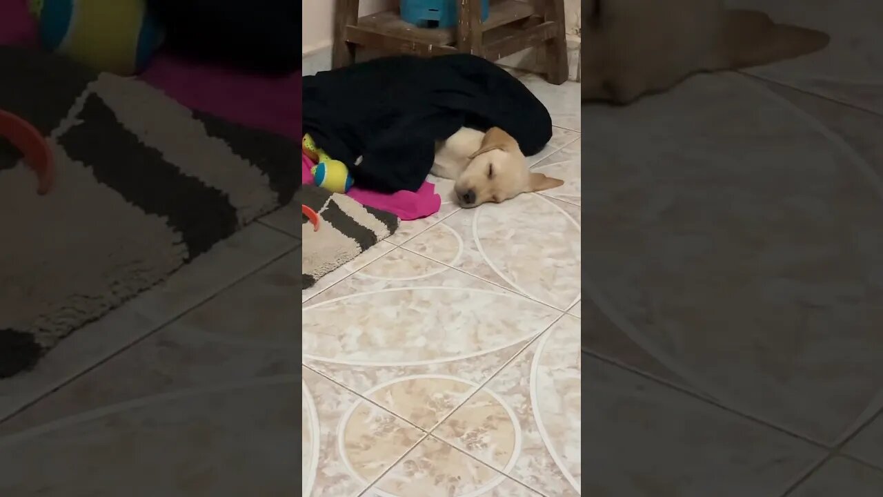 Cute Sleep #shorts #shortsfeed #cute