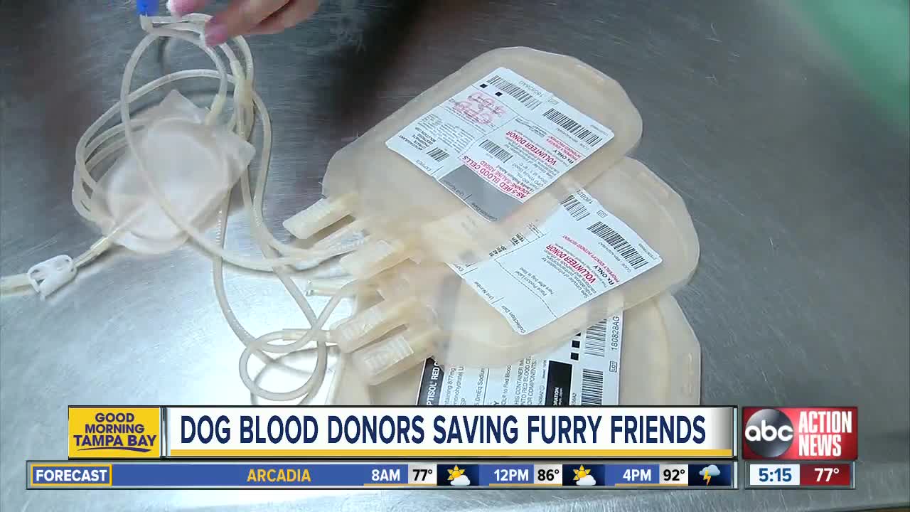 Dog blood donors are saving the lives of furry friends