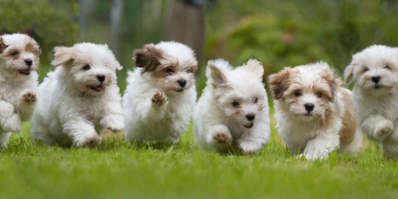 cute puppy dog playing with babies