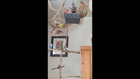 Pet TV - enjoy the chirping of 9 Budgies