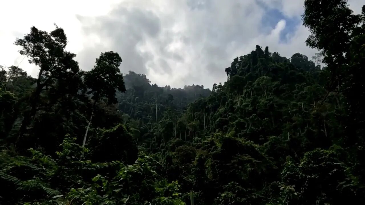 Building a bamboo shelter on a rock face: 1