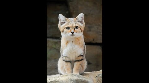 Cats cut 🐈❤️