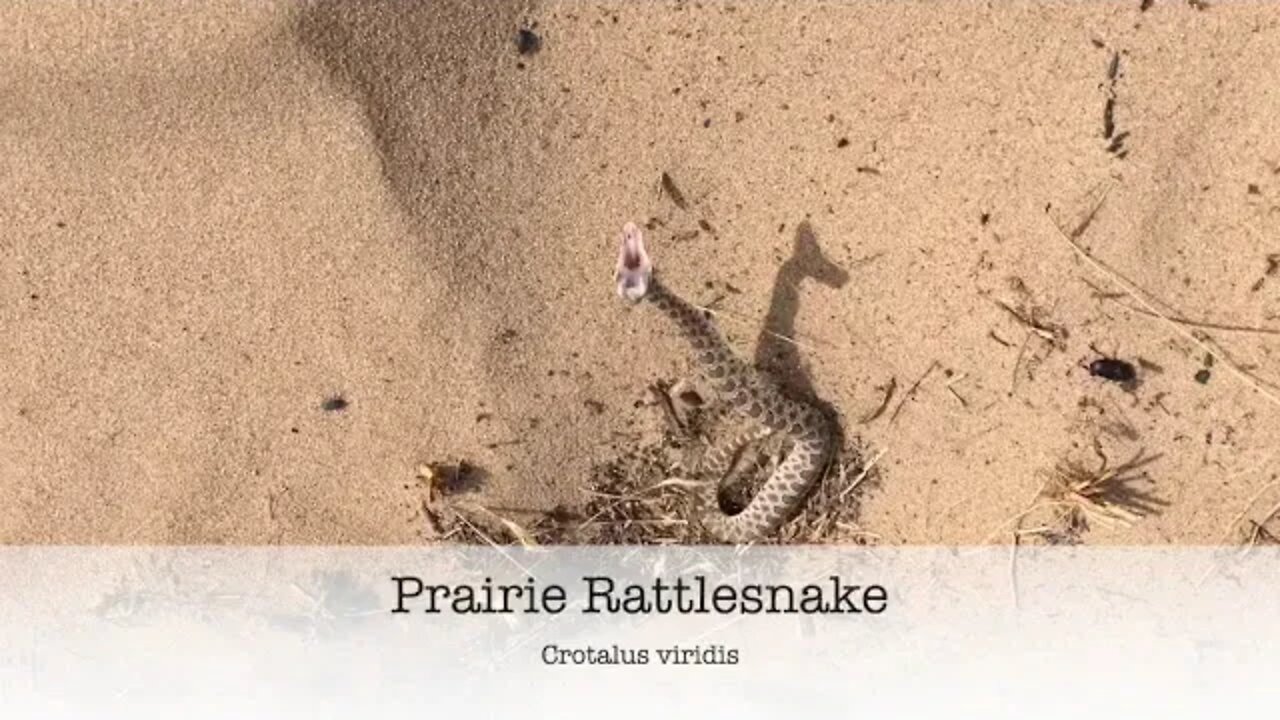 Red Rock Biologics Rattlesnake Vaccine