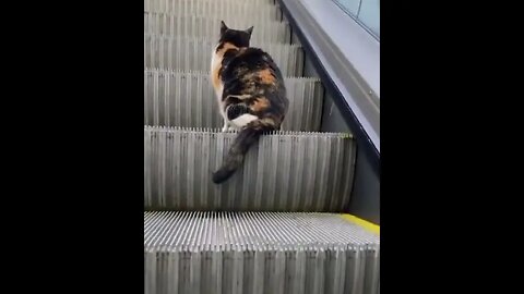 Cat Uses Escalator