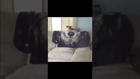 Don`t Make Me Come There...Come! #shorts #cats #dogs #like #funny #subscribe