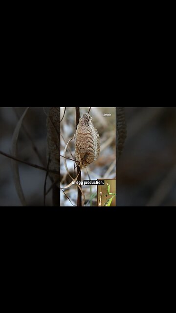 Sexual Cannibalism of Praying Mantis