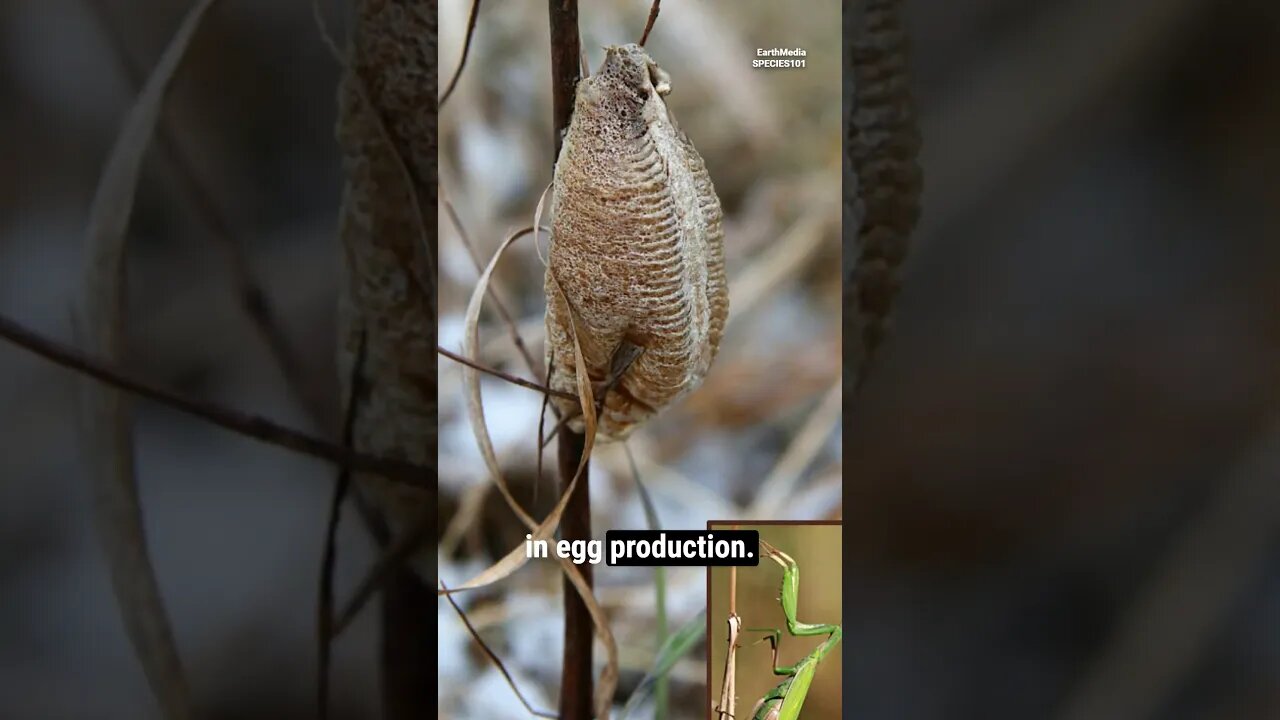 Sexual Cannibalism of Praying Mantis