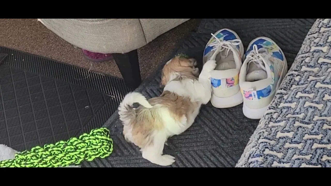 in The Life Of Solomon: Solo & The Ball