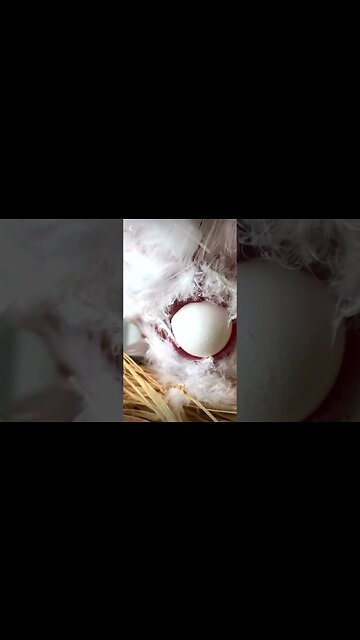 I had no idea 🤷‍♂️