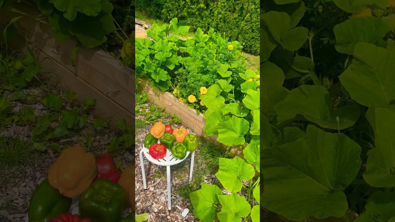 Vegetable Garden! #gardening #vegetablegarden #homestead #harvest #summergarden #foryou #fyp #reels