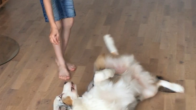 Boy is doing some dogtraining with his australian shepherd puppy