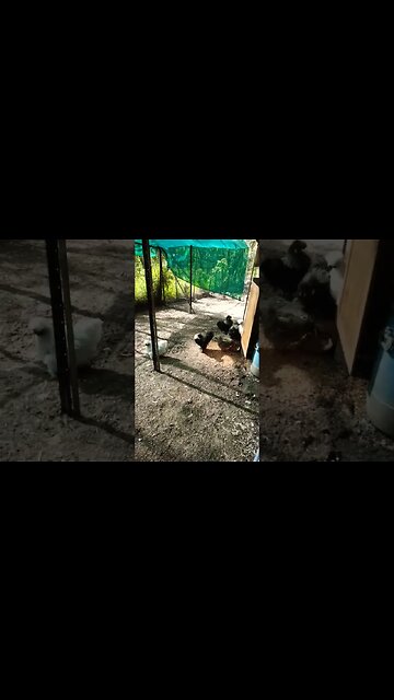 Good morning Silkies