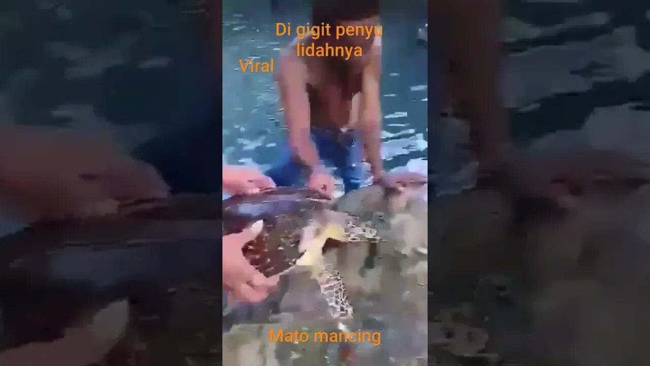 lucu temansaya bermain dengan penyu malah digigit bibirnya #mancing #vlogmancing #penyu