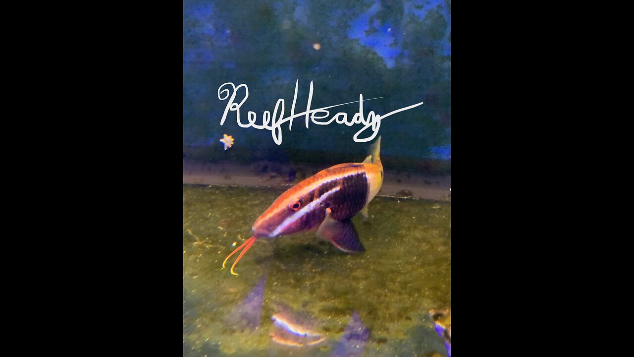 Bi-Color Goatfish