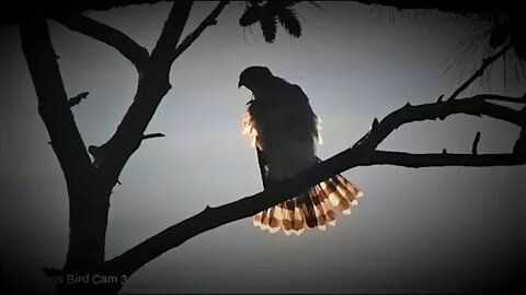 Cooper's Hawk By The Marsh 🌲 11/04/22 08:19