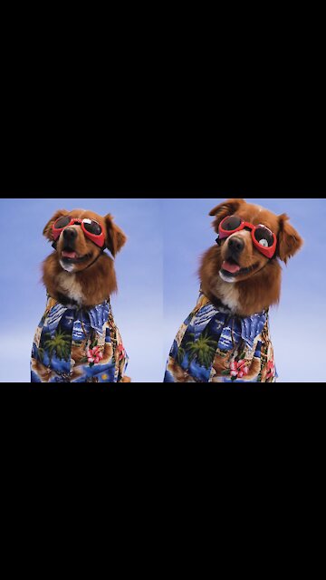 Fashionable dog photo shooting