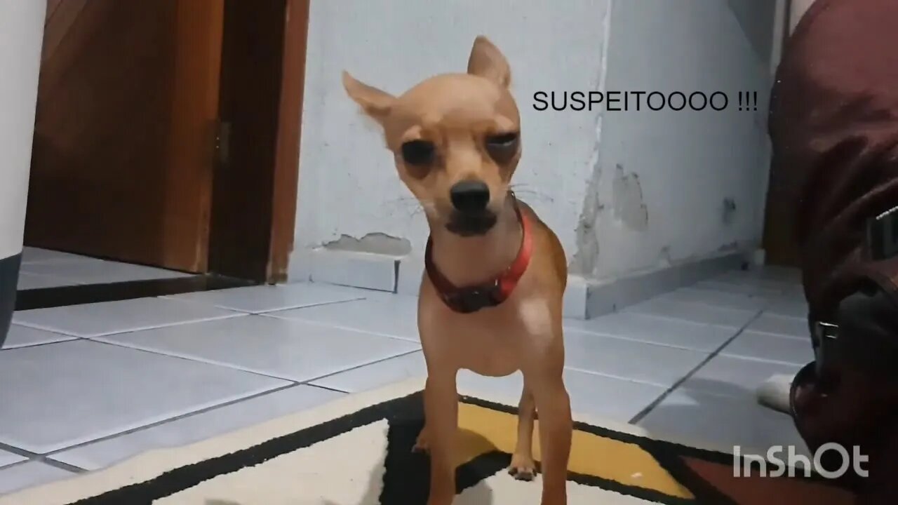 MOMENTOS COM MINHA PINSCHER ZERO PARTE 2