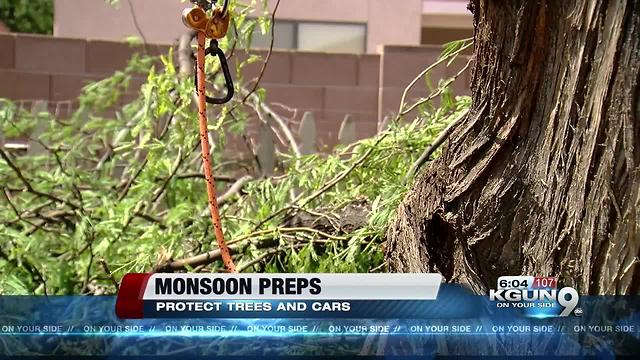 Monsoon: Time to prep trees and cars