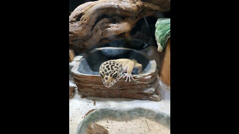 Leopard Gecko