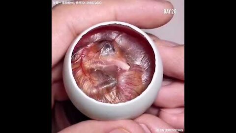 😱😱😳 How A Chick Born From A Egg 🐣 - Interesting Video - 😱