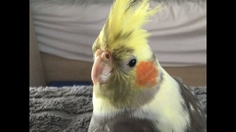 Birb