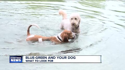 Blue-Green Algae: What to look for