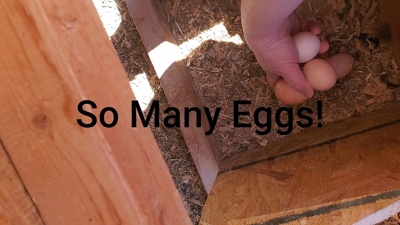 So Many Eggs!