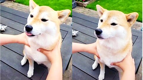 New Dog Comedy video😅😅