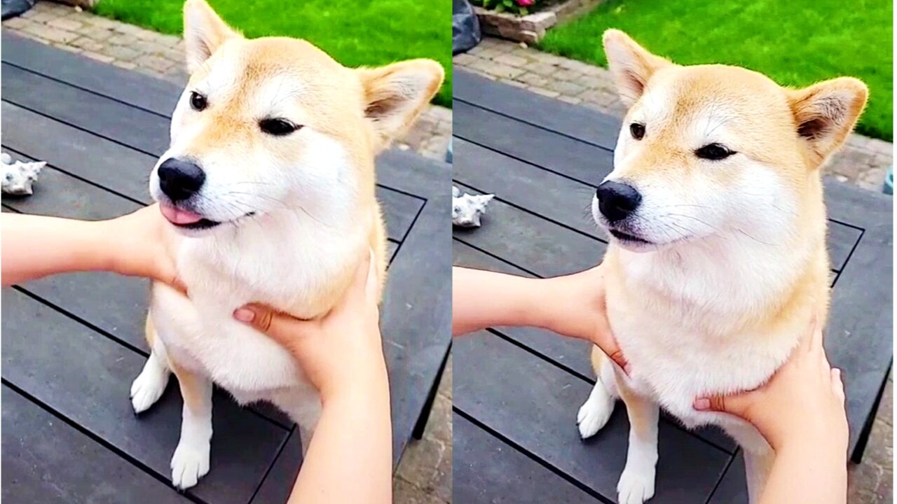 New Dog Comedy video😅😅
