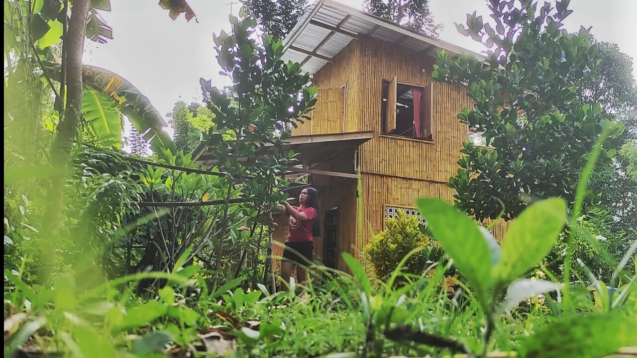 Setting Up Living Fence in Philippines | DIY Fence Using Calumpang Tree | Filipina in the Province