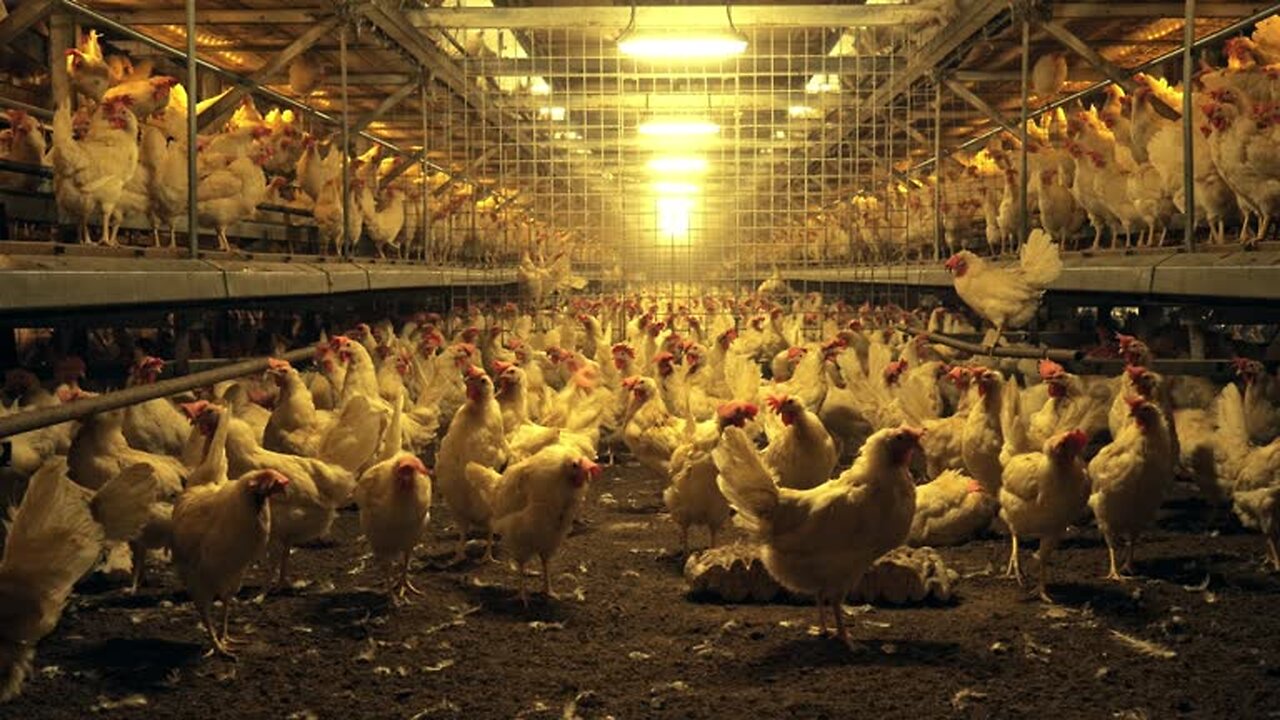 How To Raising Millions of Free Range Chicken For Eggs and Meat - Chicken Farming - Meat Factory