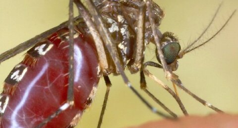 West Nile virus making first appearance this season in Clark County