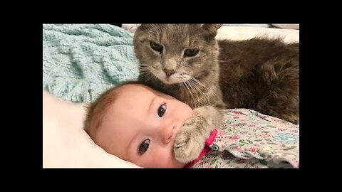 Baby Funny Moments With Cats 😍 - Baby Funny Things