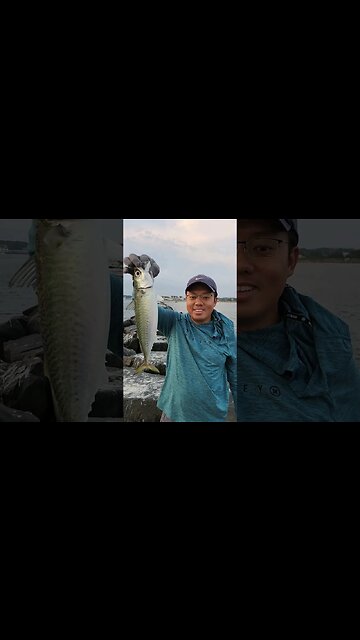 Atlantic Mackerel???