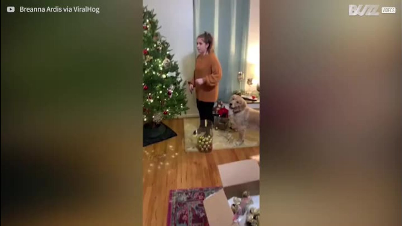 Golden retriever adora ajuda a dona a decorar a árvore de natal