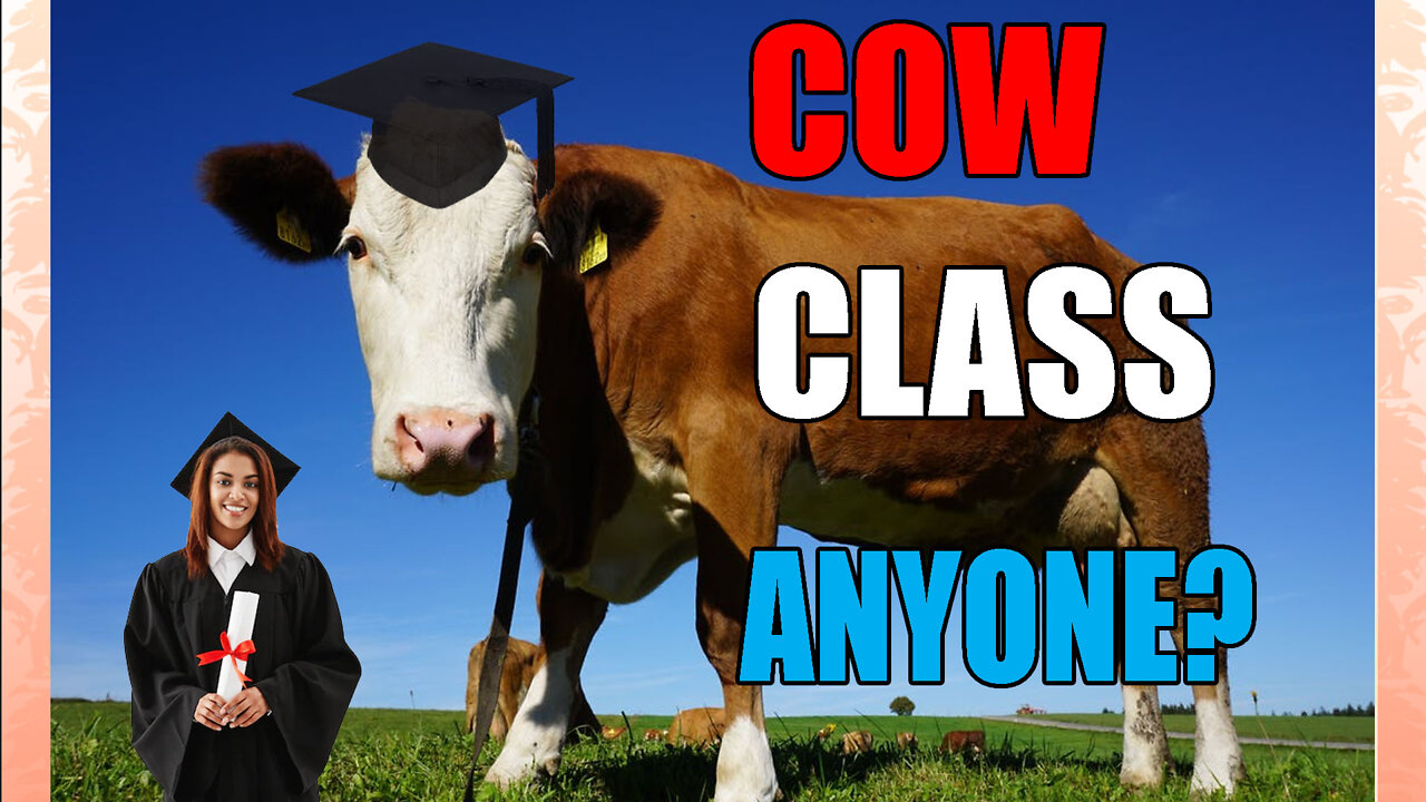 Cow Class in New York