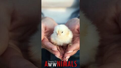 🤗 #AwwNIMALS - Chick Lady 💕