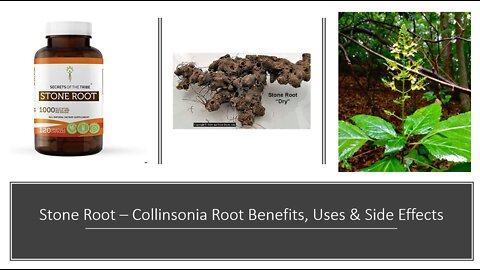 Stone Root - Collinsonia canadensis - Herbal Medicine Benefits, Uses & Side Effects